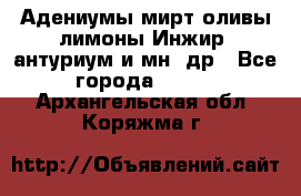 Адениумы,мирт,оливы,лимоны,Инжир, антуриум и мн .др - Все города  »    . Архангельская обл.,Коряжма г.